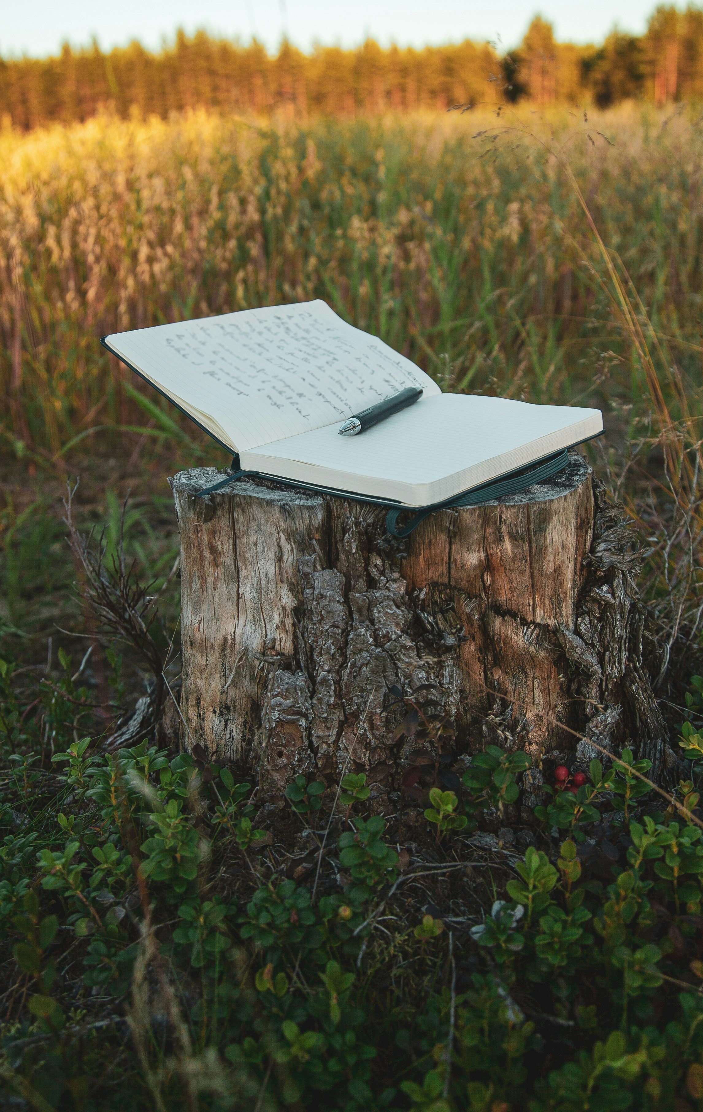 Carnet ouvert posé sur une souche dans un champ doré au coucher du soleil, un stylo posé sur la page, invitant à l’écriture